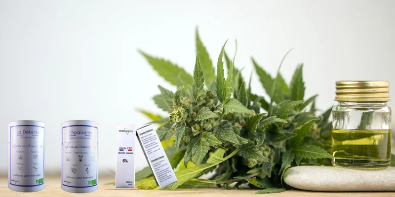 L'histoire du Chanvre industriel et du CBD en France et en Sarthe